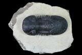 Paralejurus Trilobite - Atchana, Morocco #165926-1